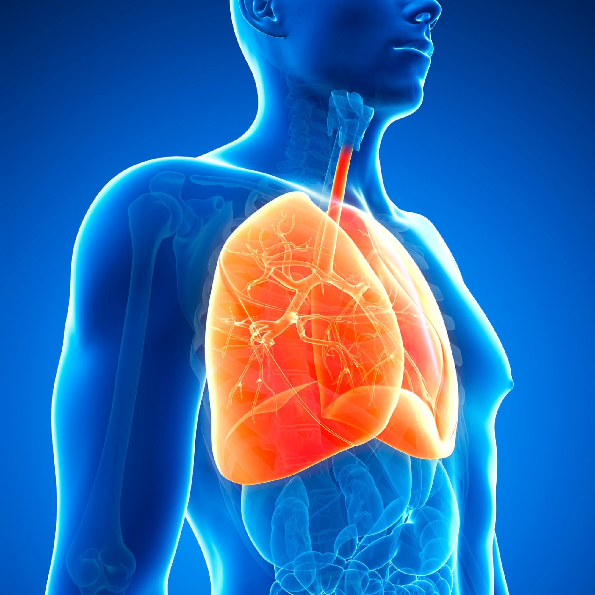 LUNG
